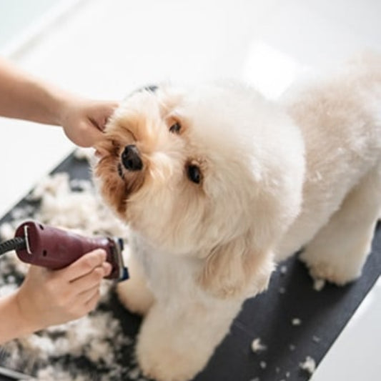 La frecuencia ideal para bañar a tu perro