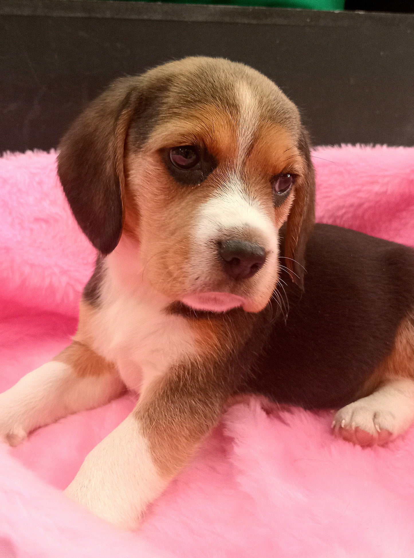 Beagle Tricolor