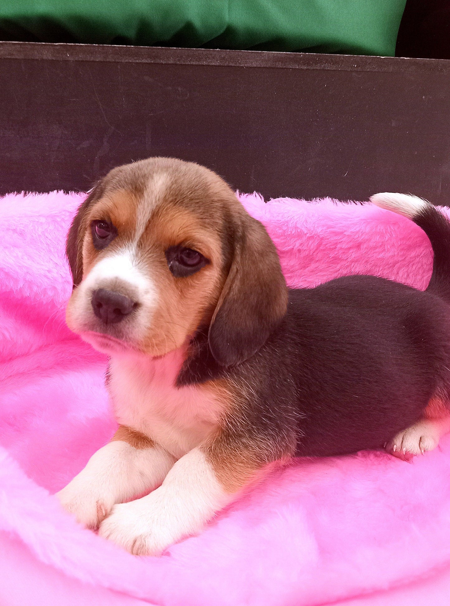 Beagle Tricolor