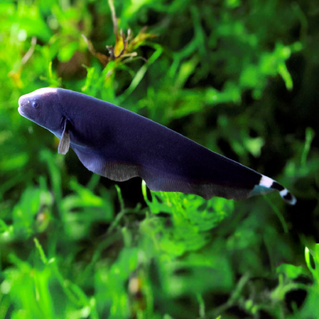 Apteronotus albifrons