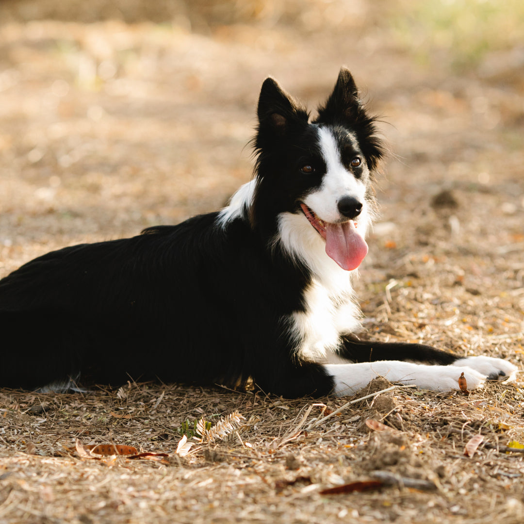 Border Collie