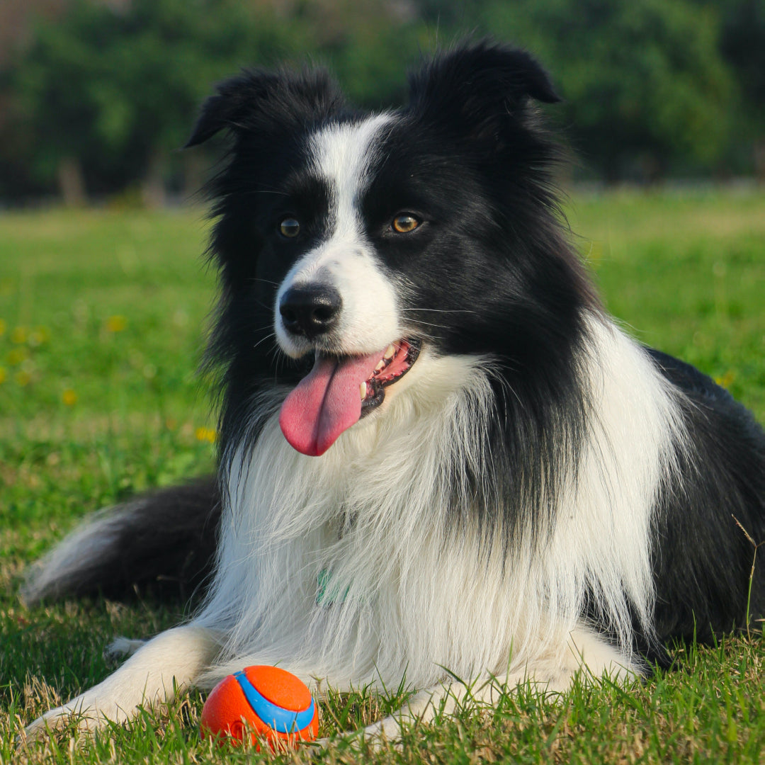 Border Collie