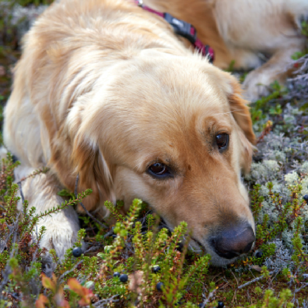 Golden Retriever Dorado