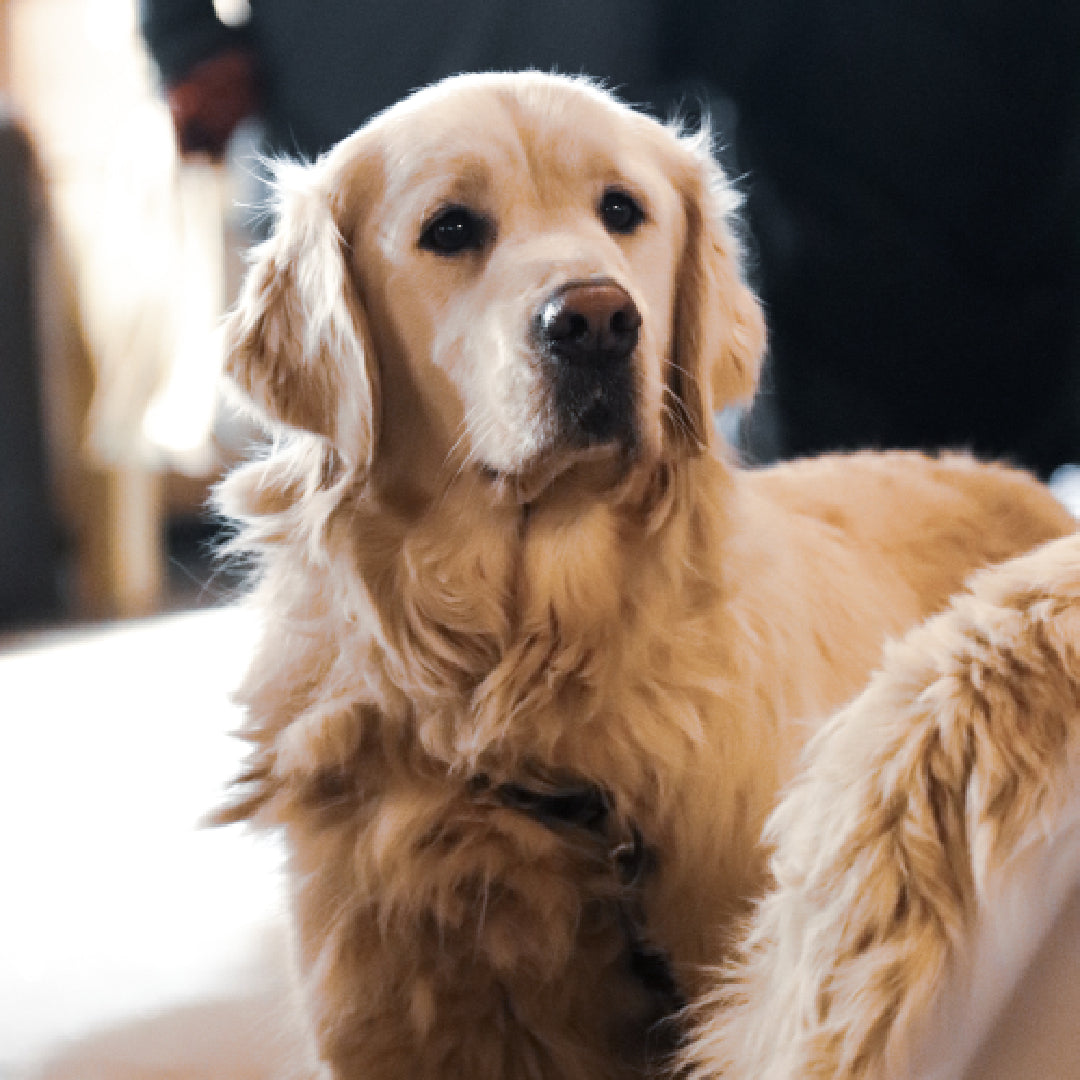 Golden Retriever Dorado