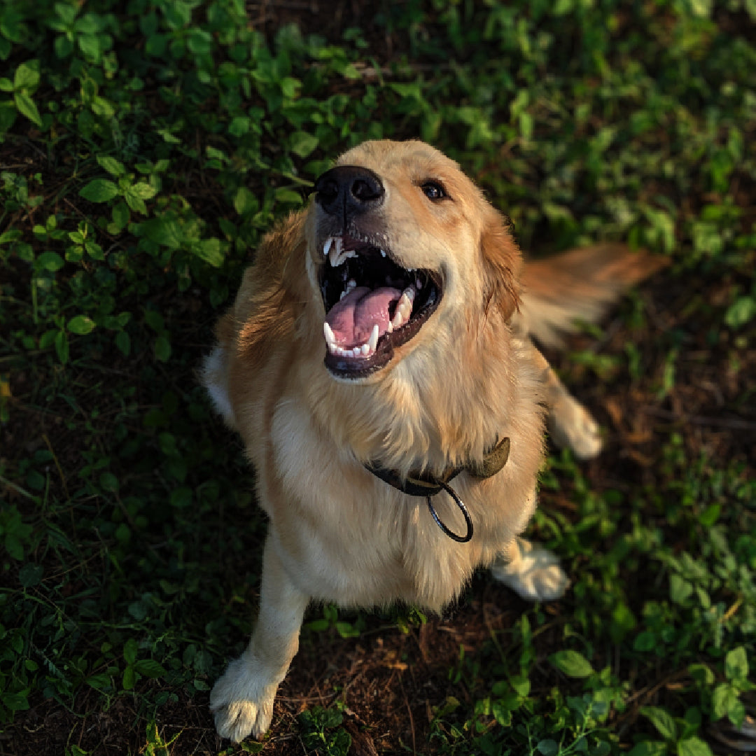 Golden Retriever Dorado