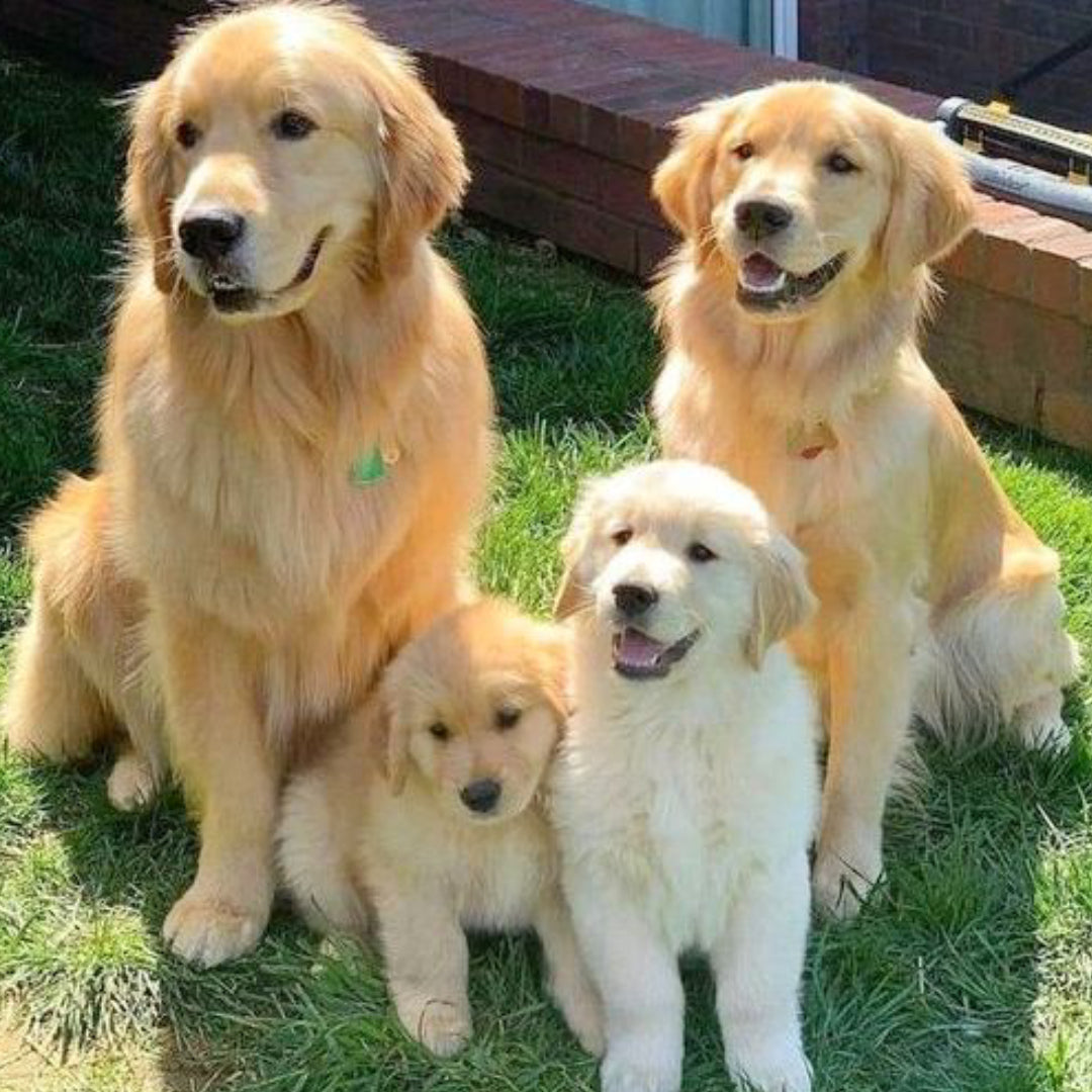 Golden Retriever Dorado