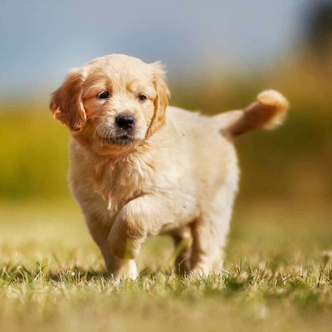 Golden Retriever Dorado