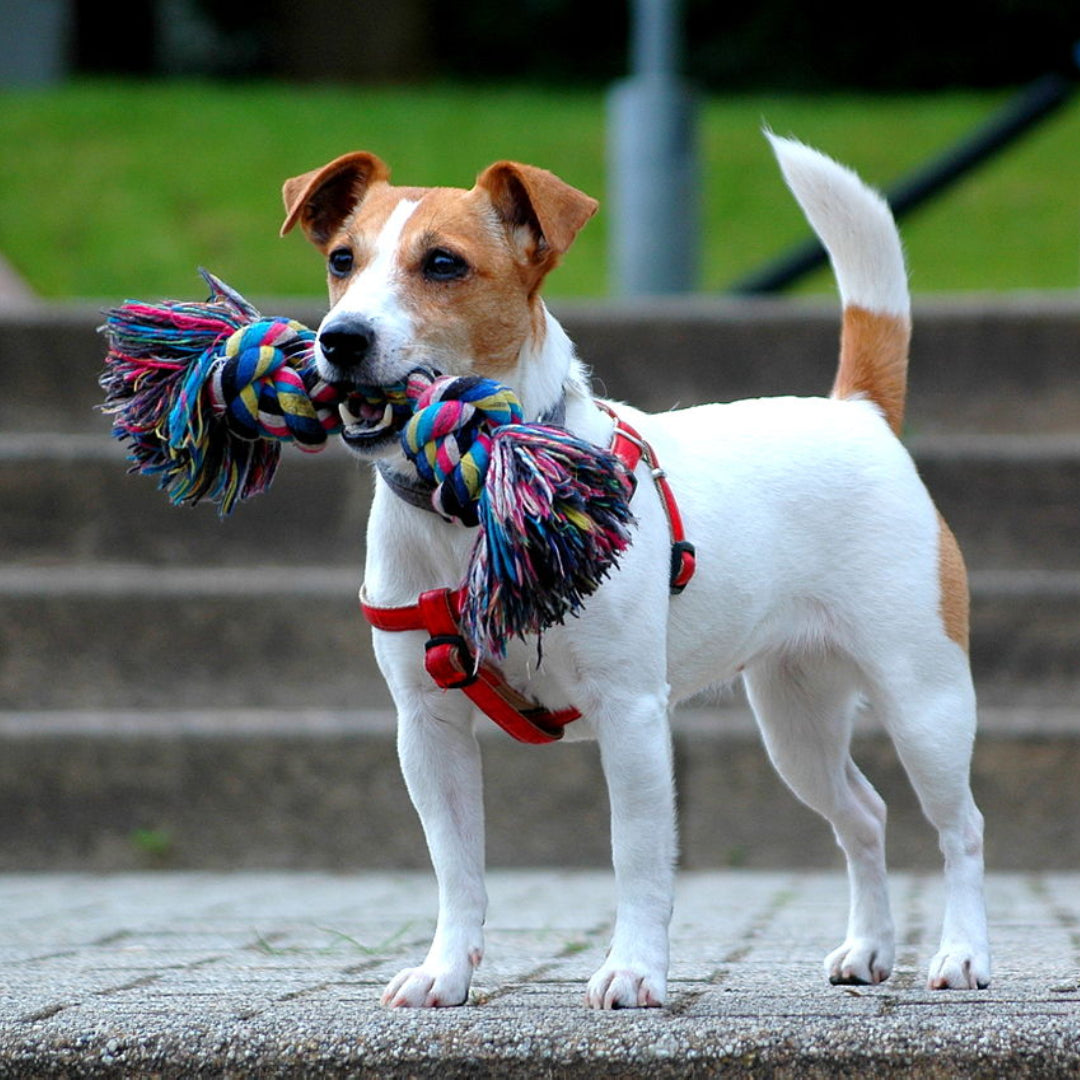 Jack Russell Terrier