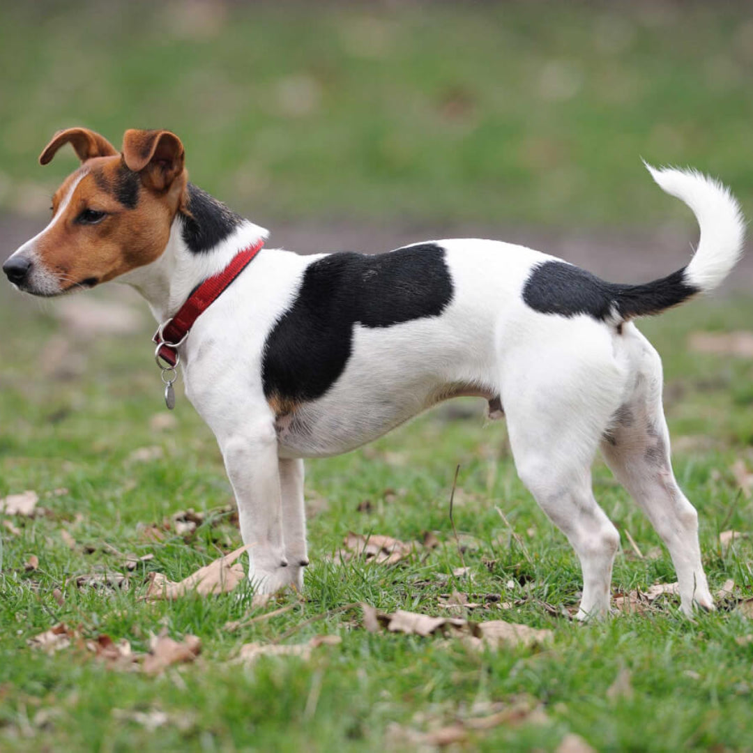 Jack Russell Terrier