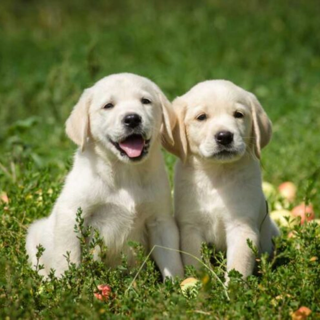 Labrador Retriever