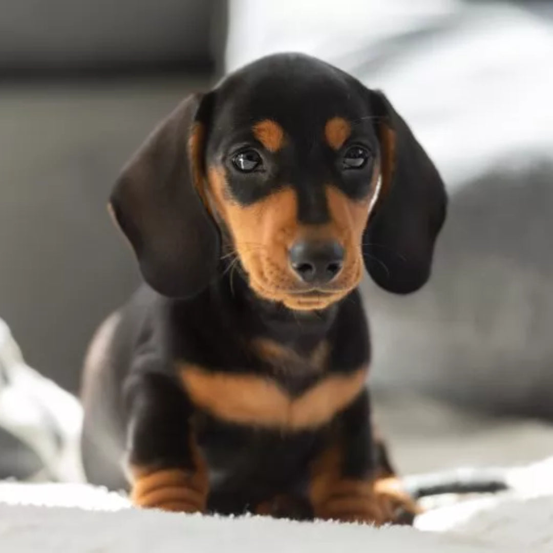Dachshund (Salchicha)