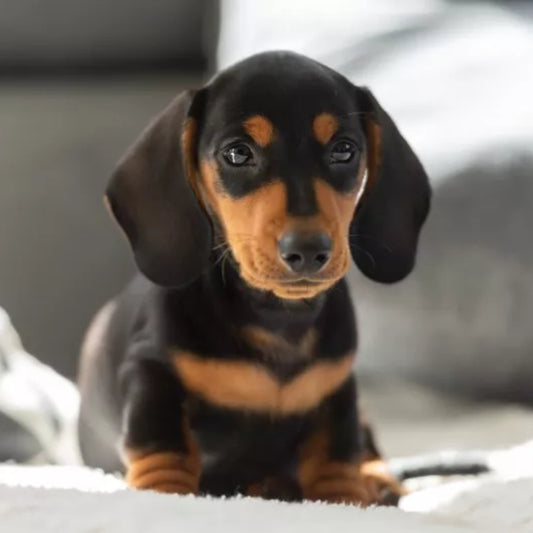 Dachshund (Salchicha)