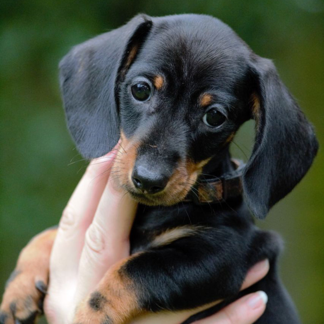 Dachshund (Salchicha)