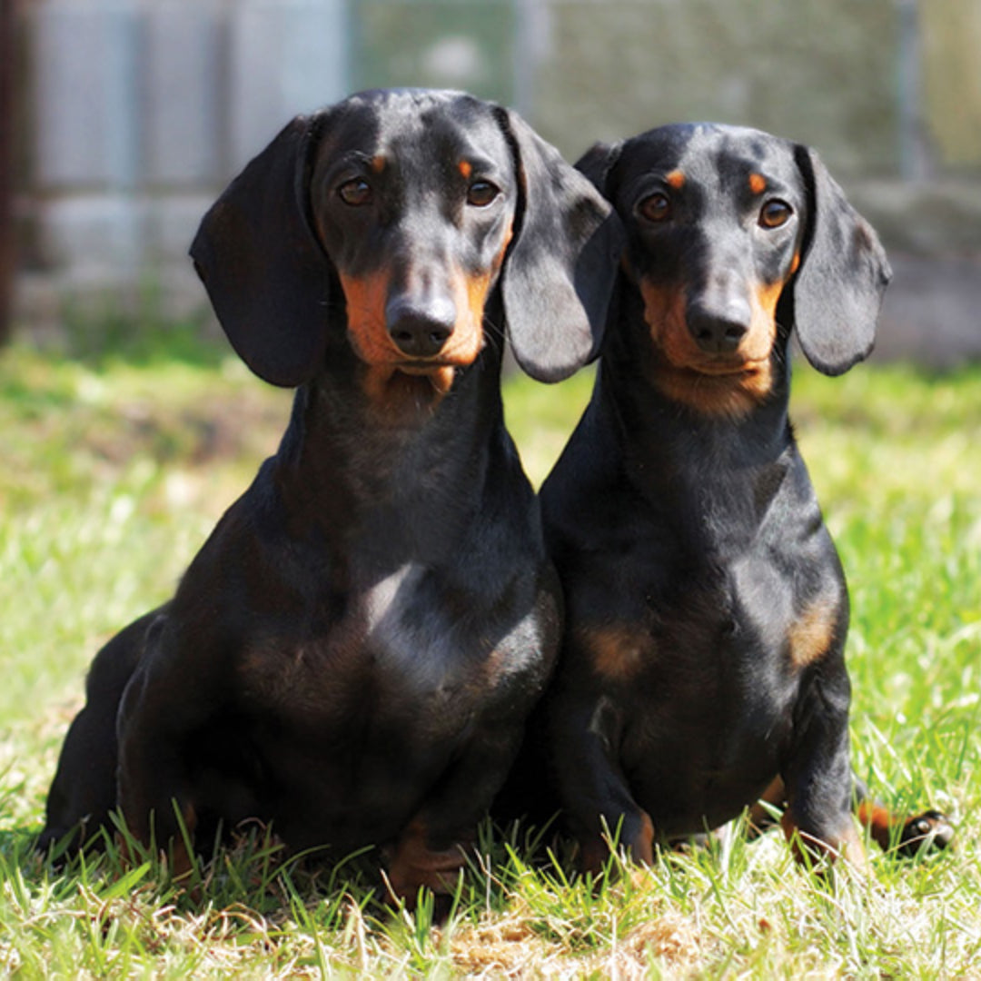 Dachshund (Salchicha)