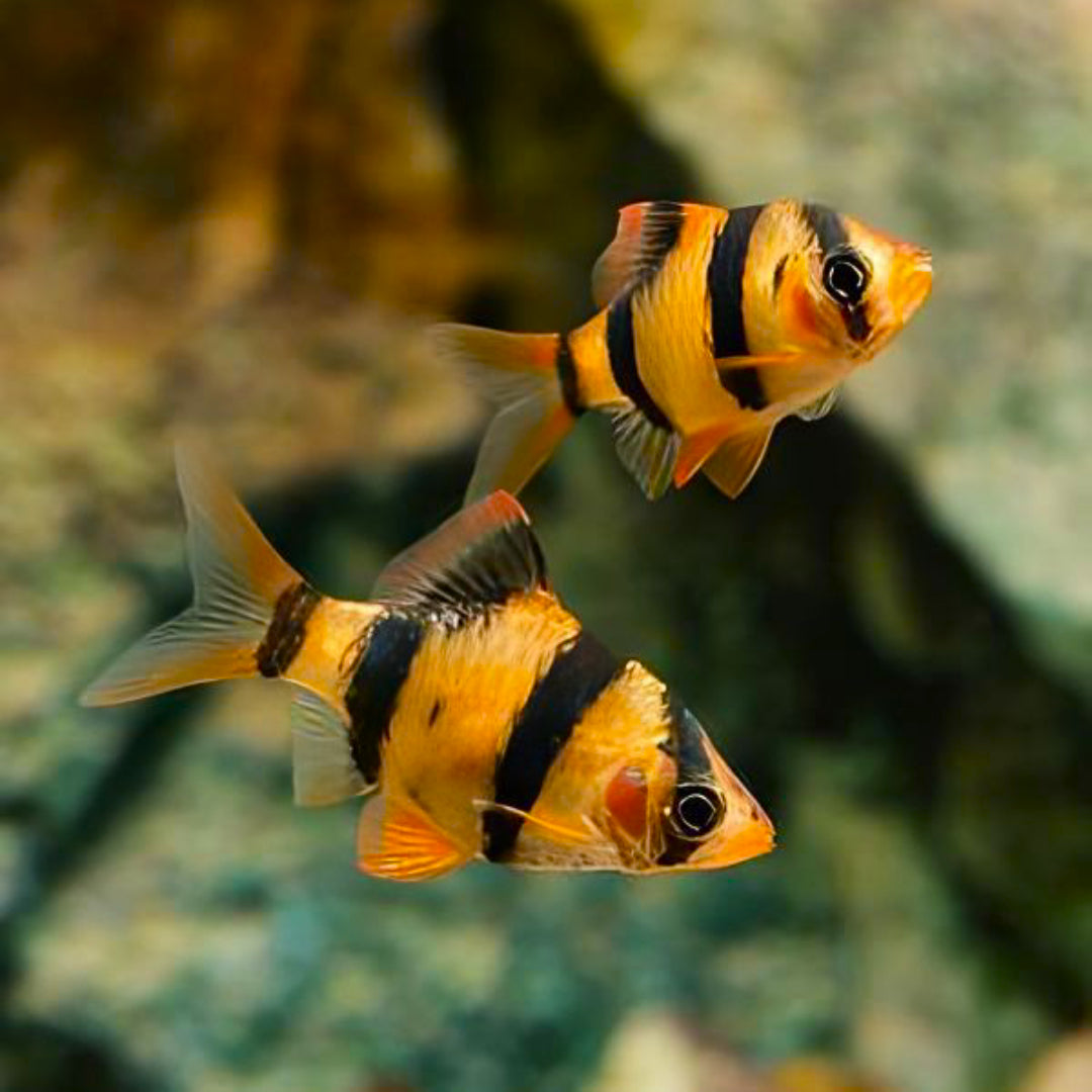 Barbus Tetrazona
