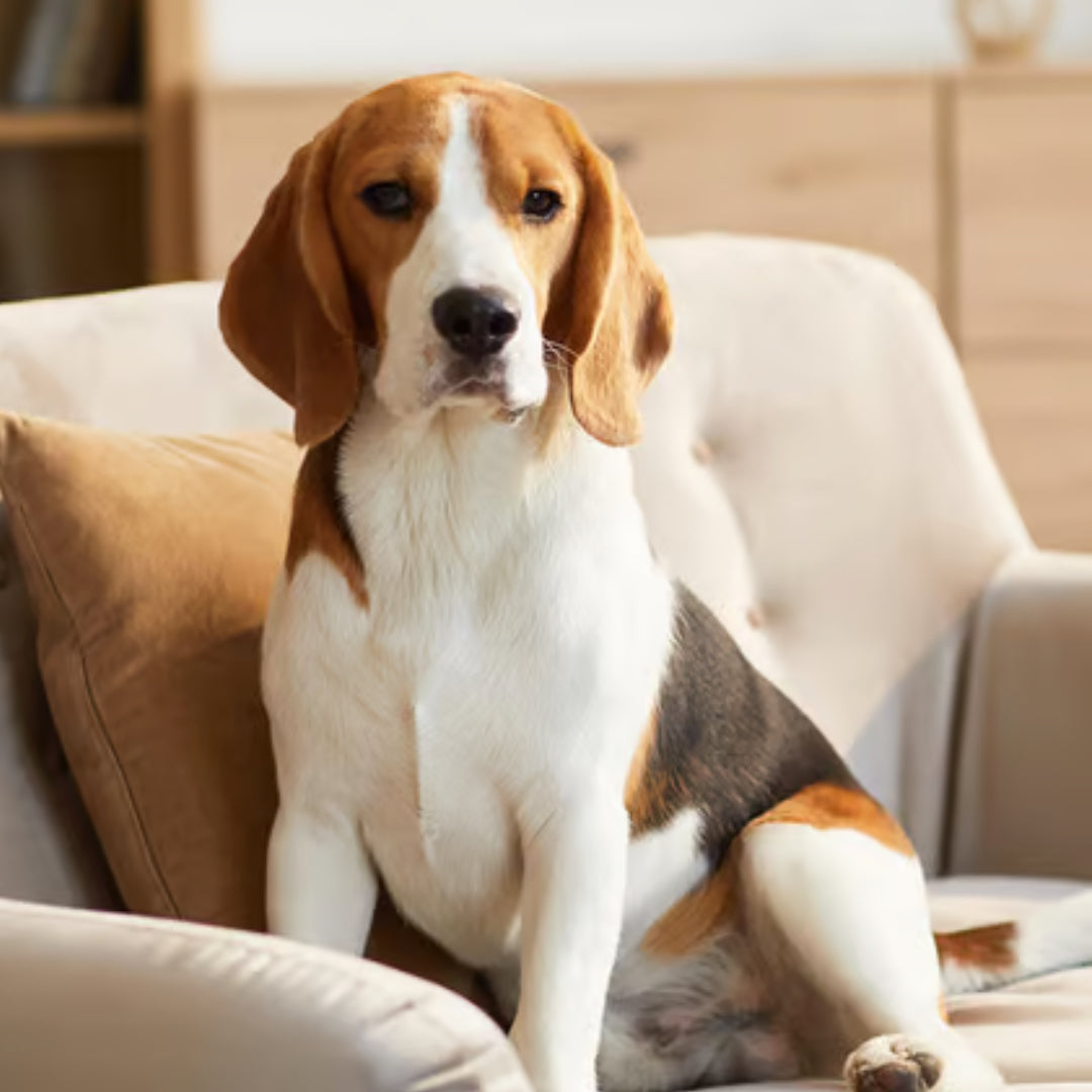 Beagle Tricolor