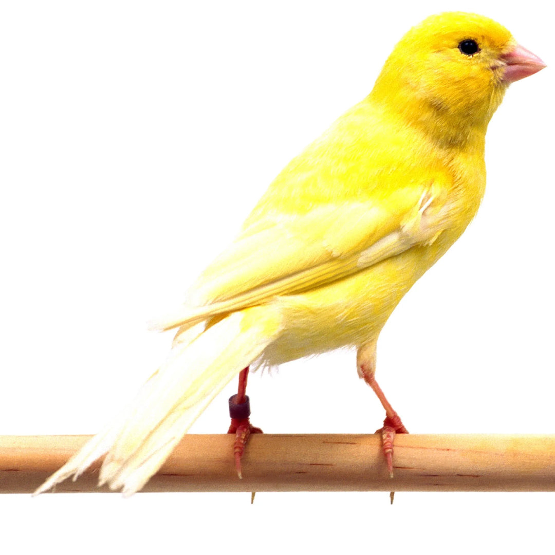 Canarios Roller