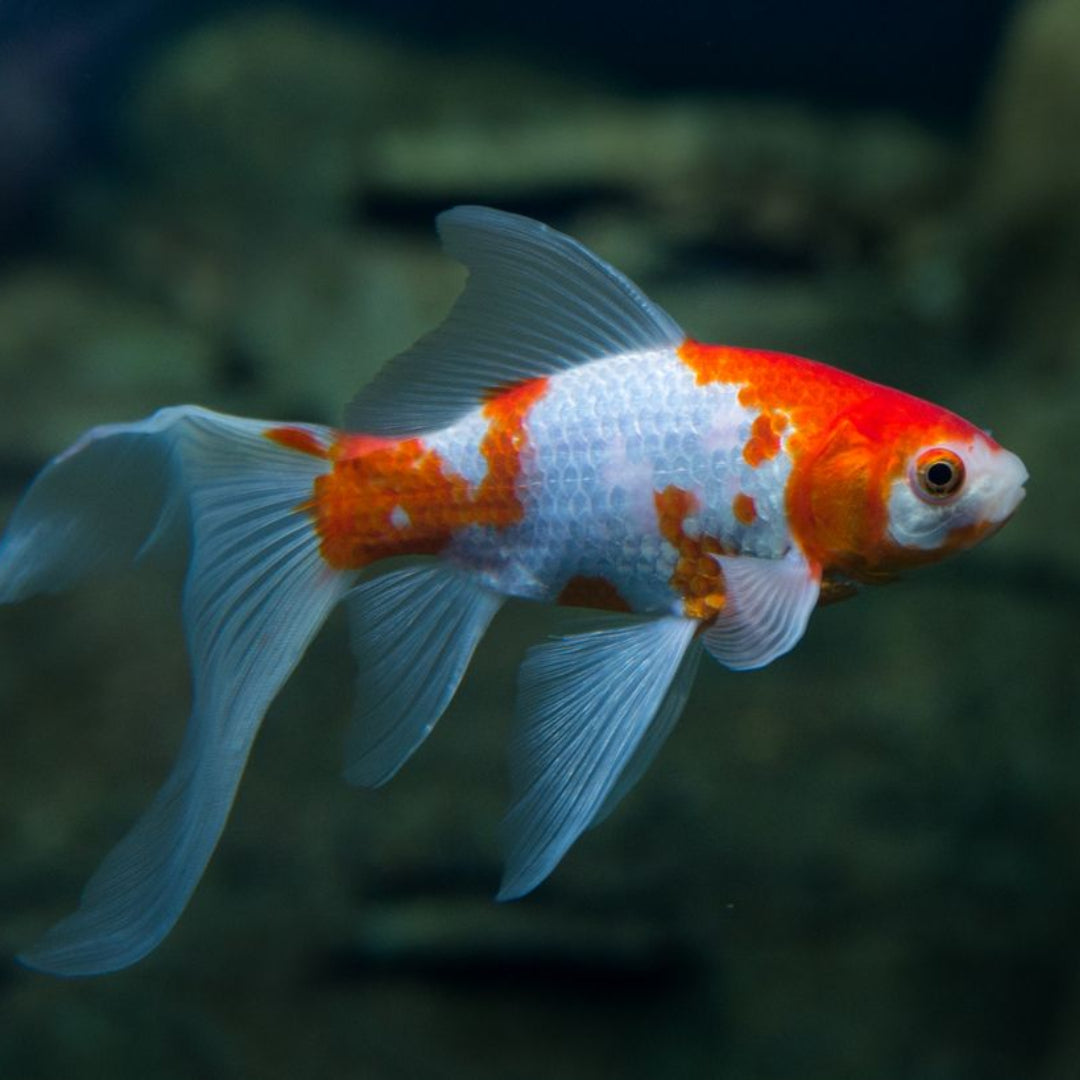 Carassius Cometa Red White