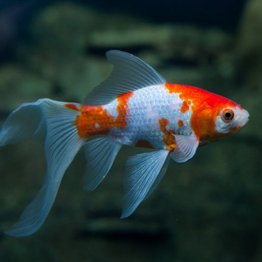 Carassius Cometa Red White