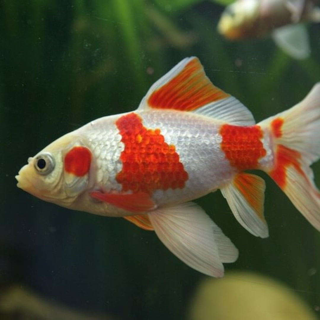 Carassius Cometa Red White