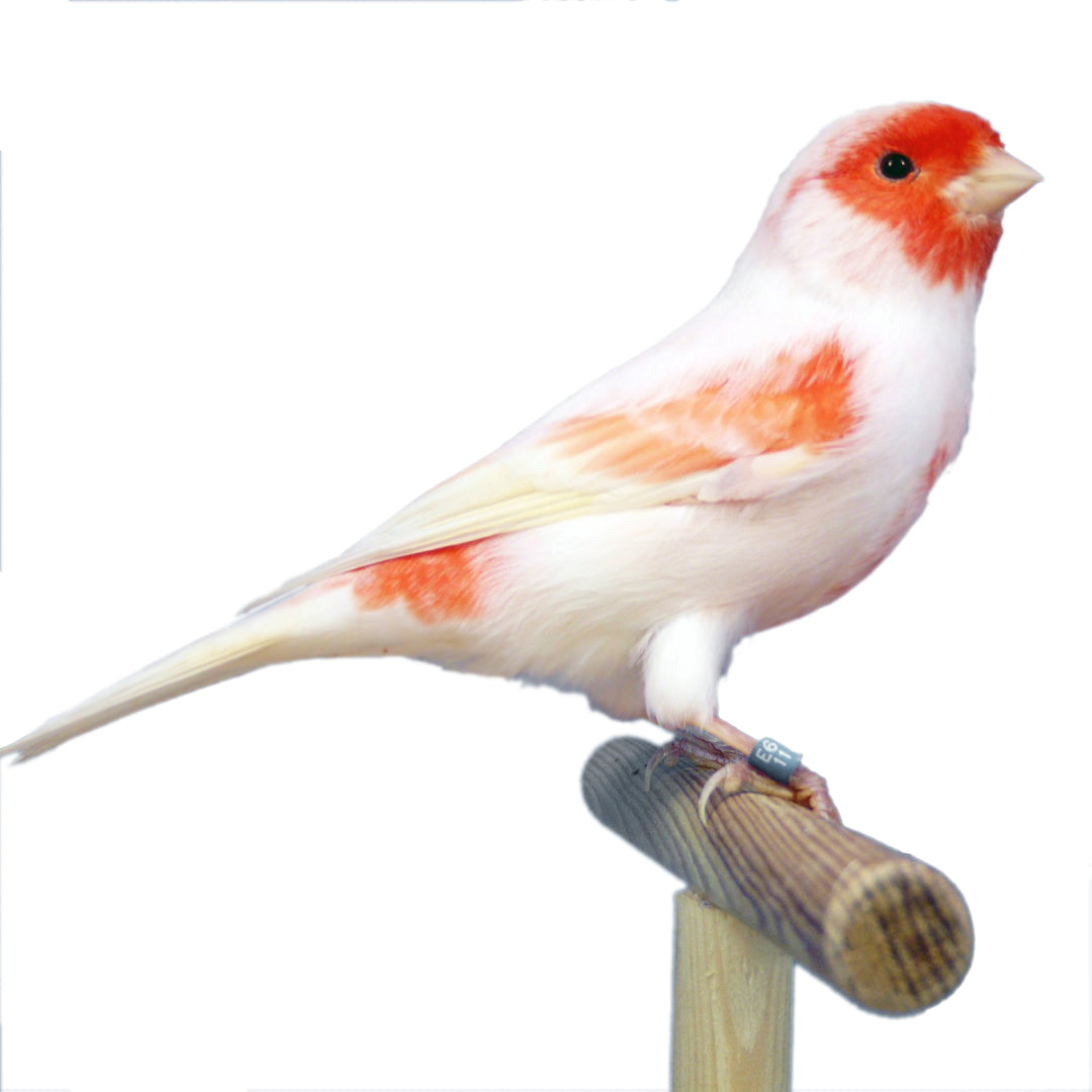 Canarios Roller