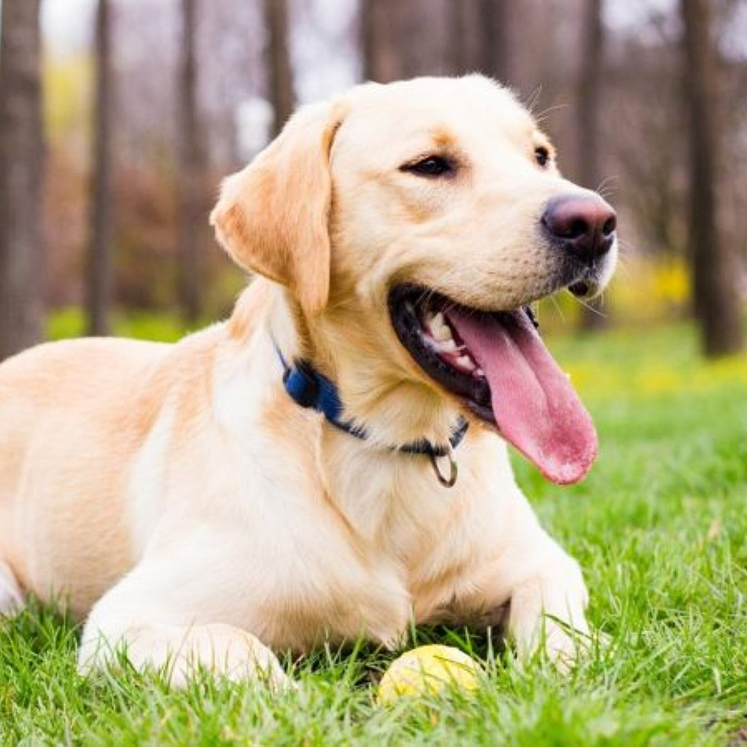 Labrador Retriever