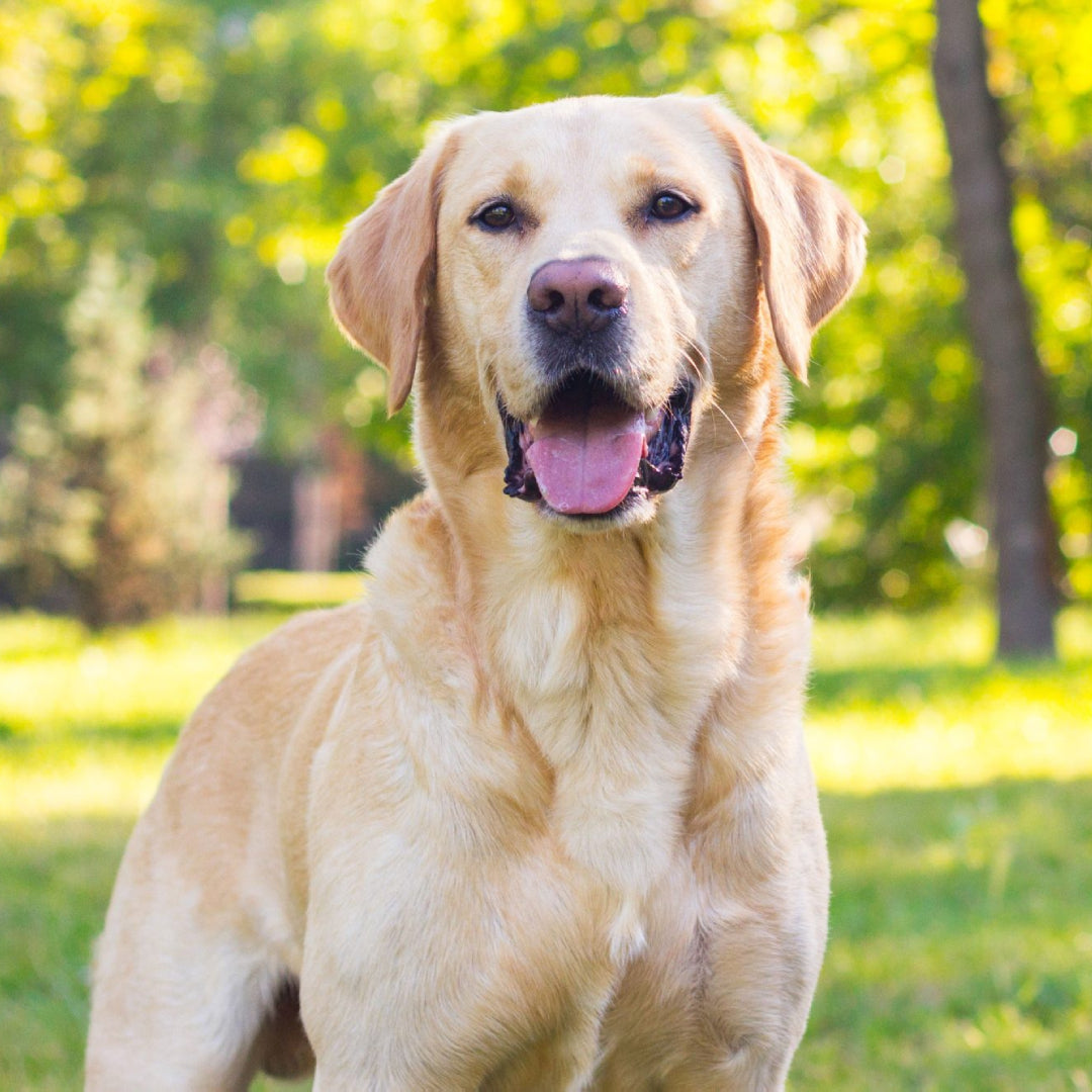 Labrador Retriever