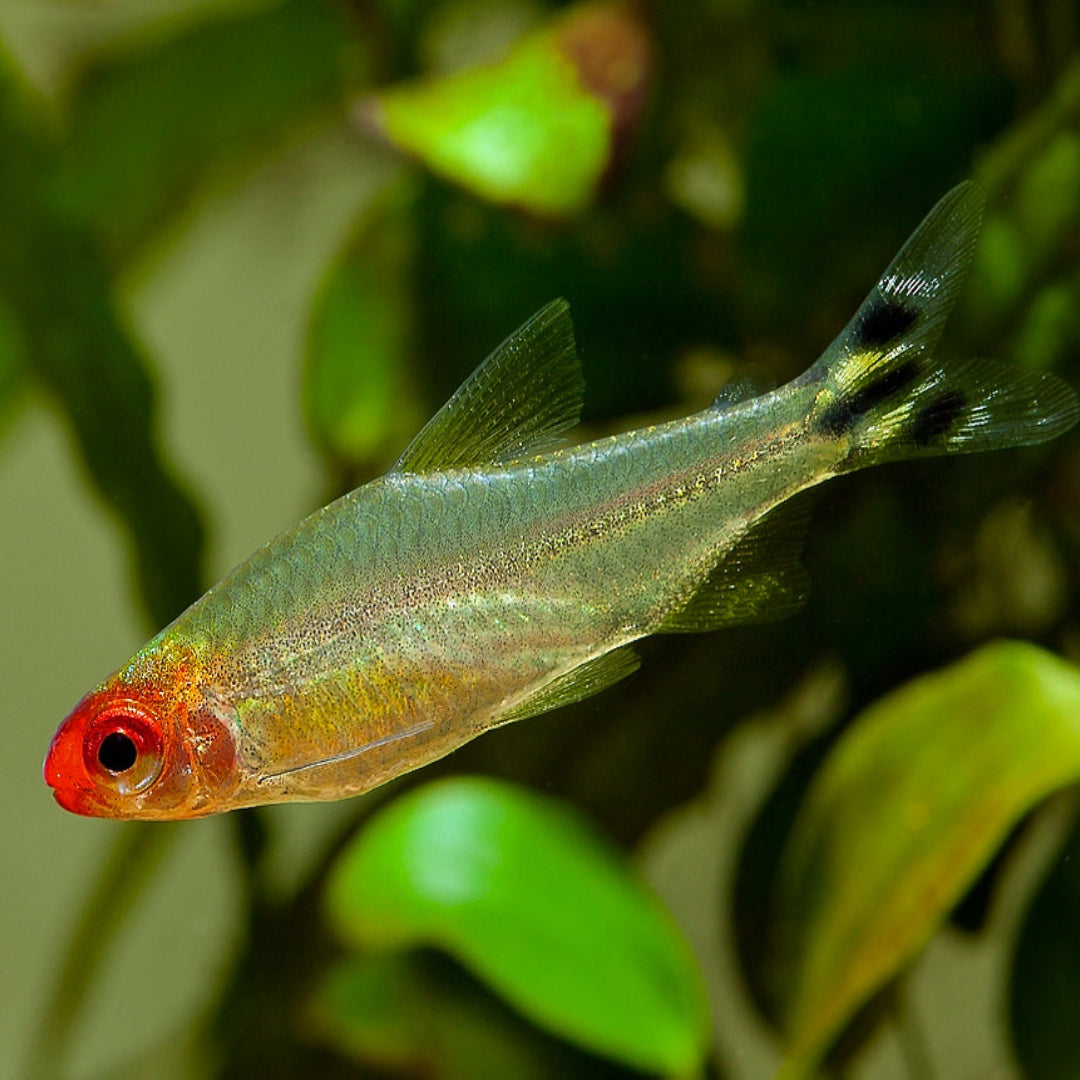 Pez Rodostomus