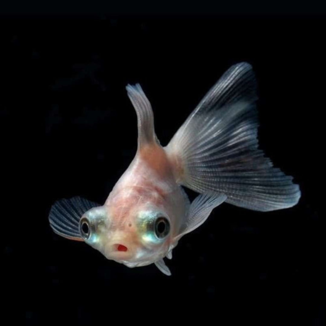 Carassius Telescopico