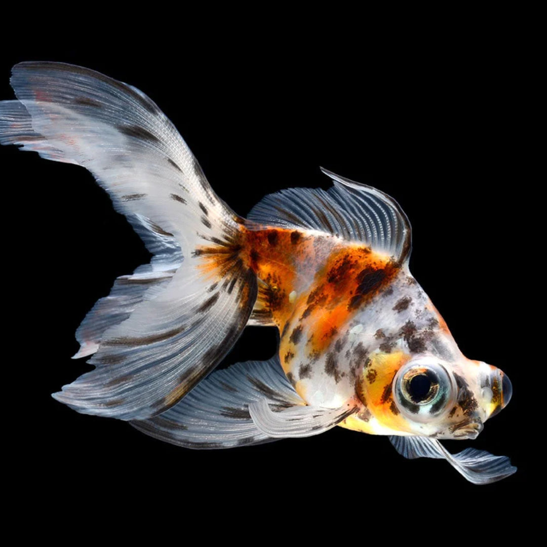 Carassius Telescopico