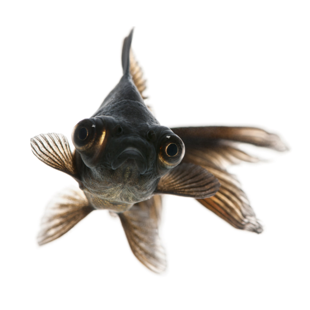Carassius Telescopico