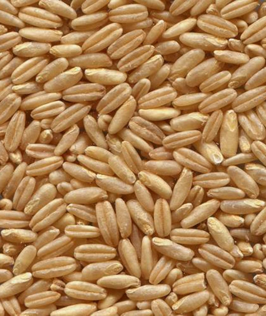 Avena