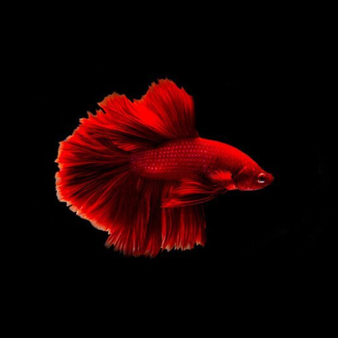 Pez Betta