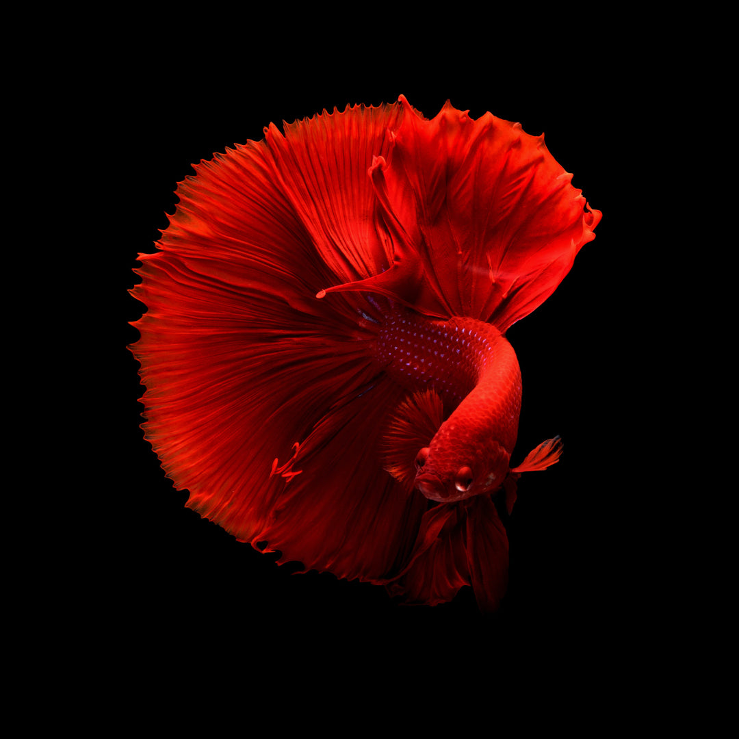 Pez Betta