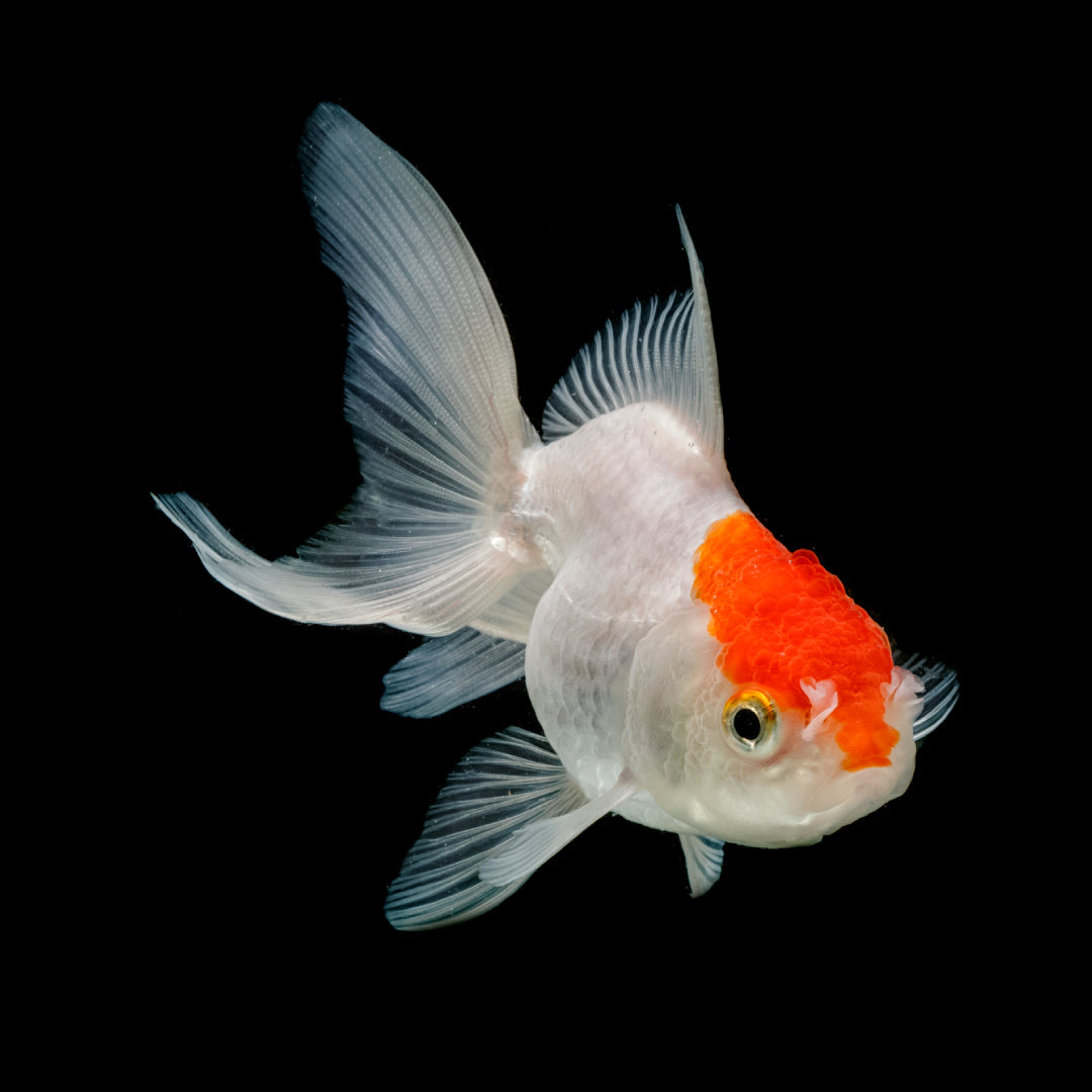 Carassius Oranda Red Cap