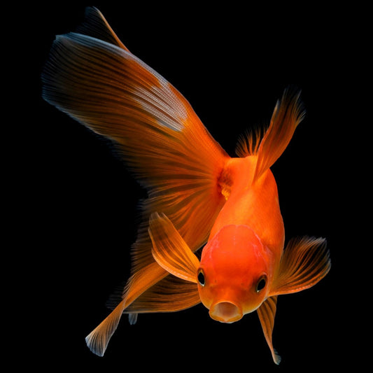 Carassius Goldfish