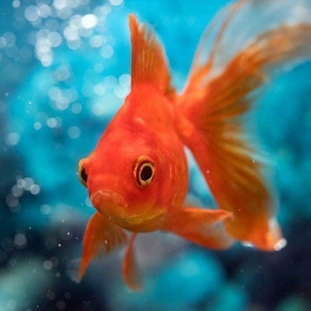 Carassius Goldfish