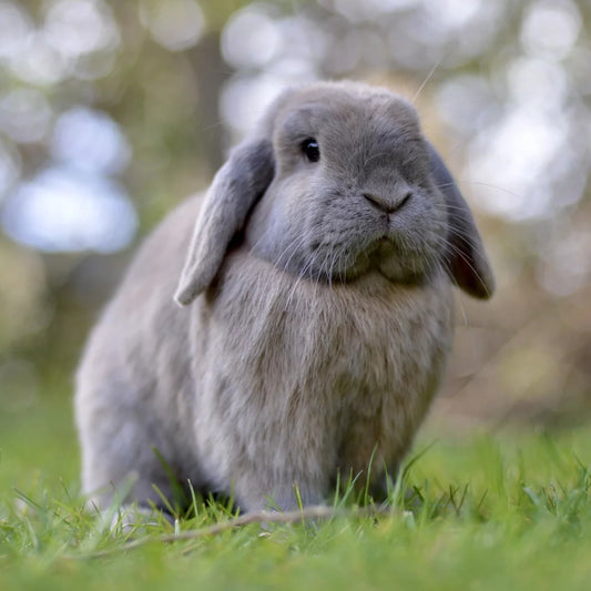 Conejos Holland Lop