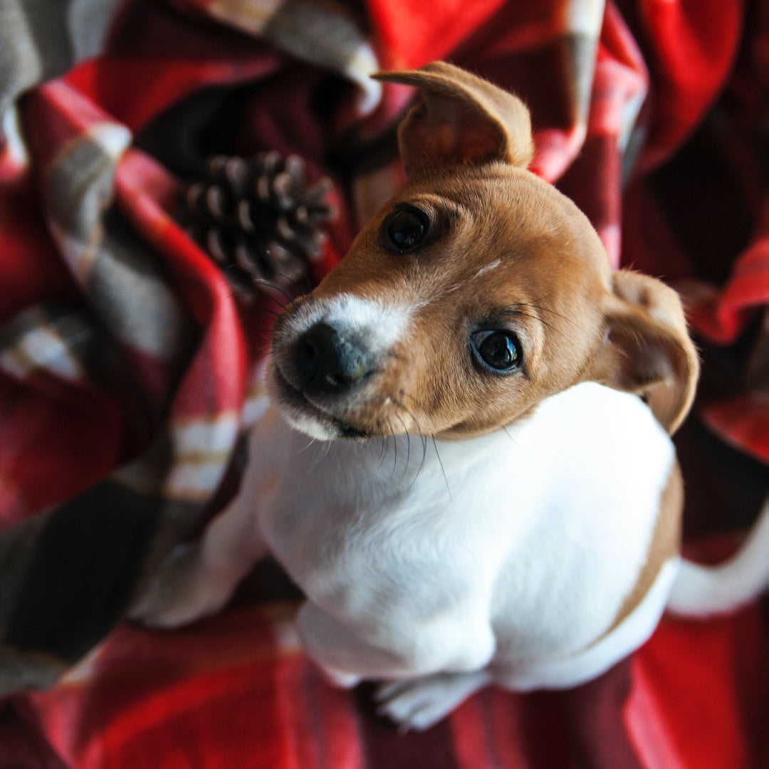 Jack Russell Terrier