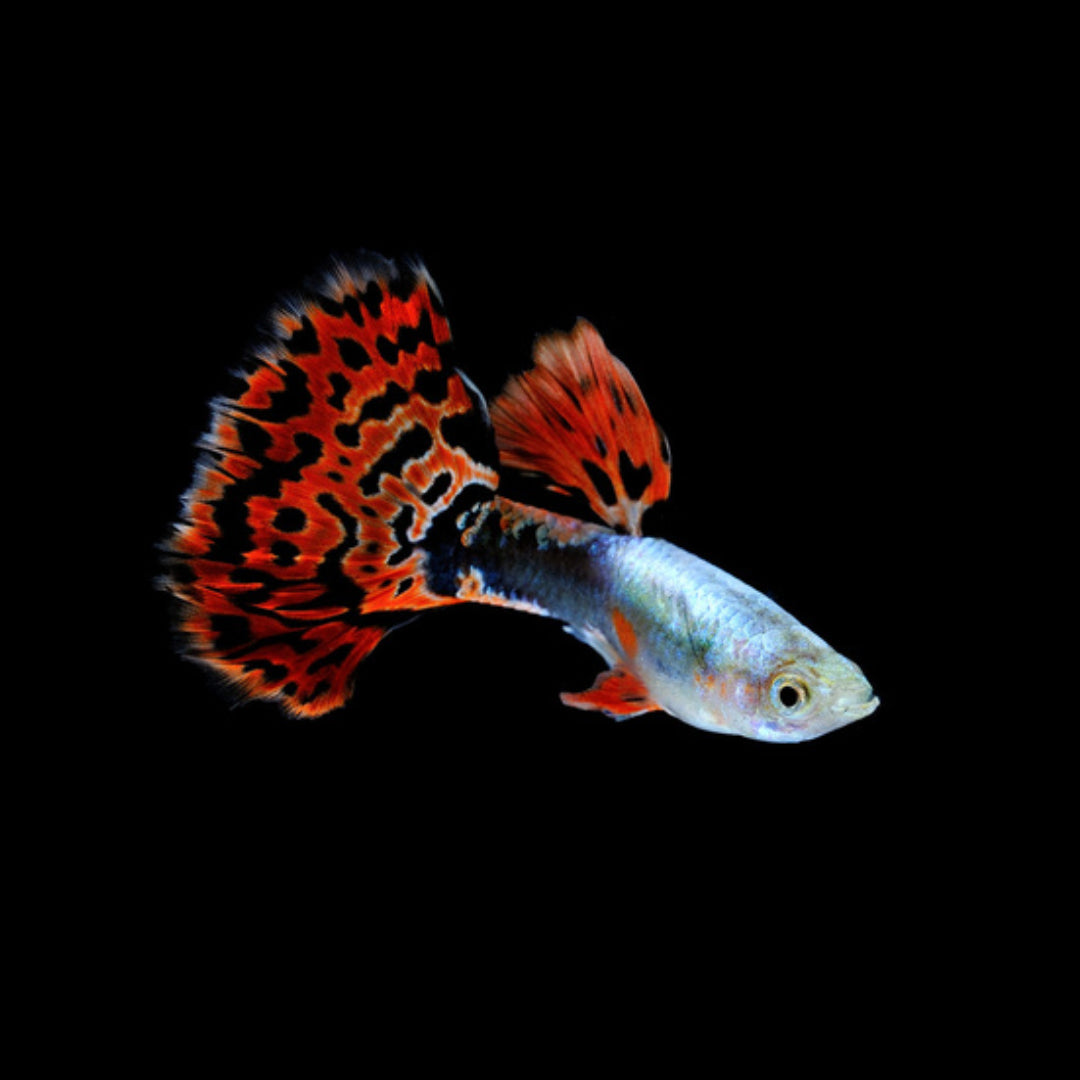 Lebistes Africanos
