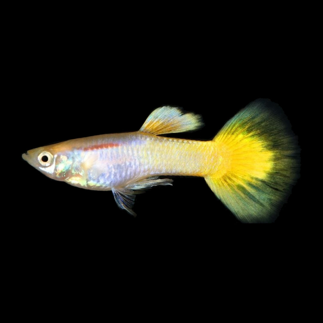 Lebistes Africanos