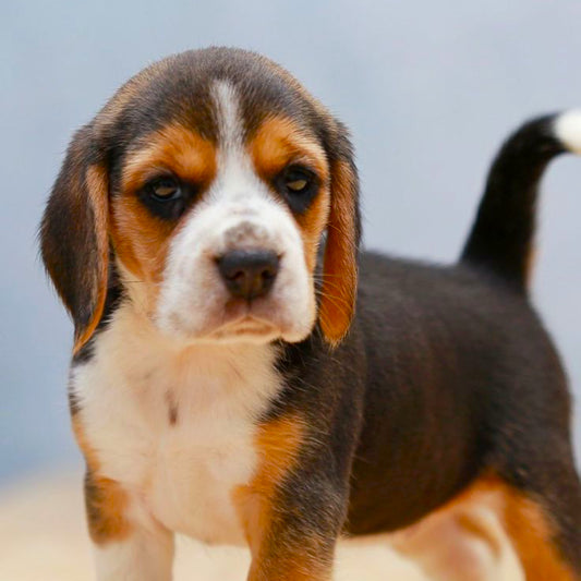 Beagle Tricolor