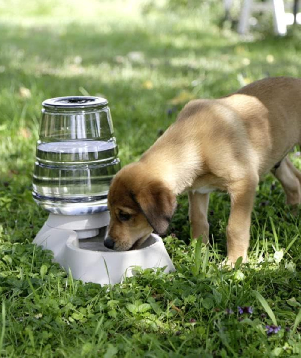Dispensador de agua automático