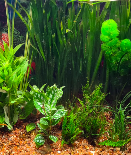 Plantas Acuáticas