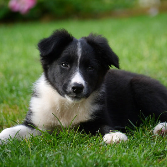 Border Collie