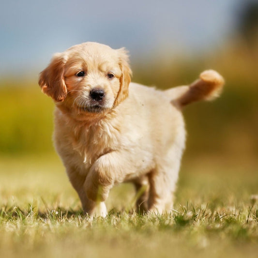 Golden Retriever Dorado