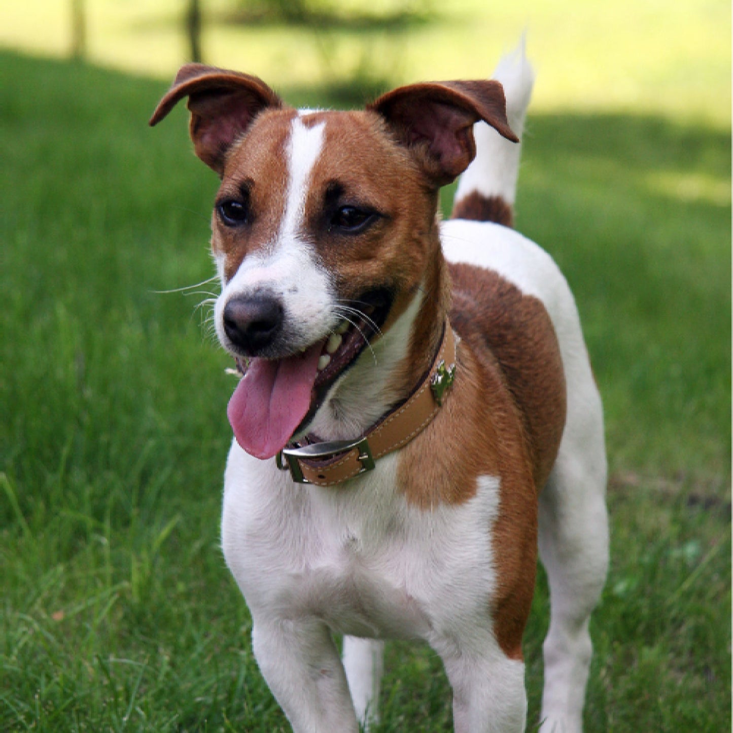 Jack Russell Terrier