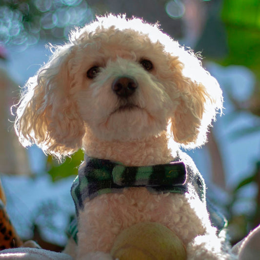 Caniche Toy