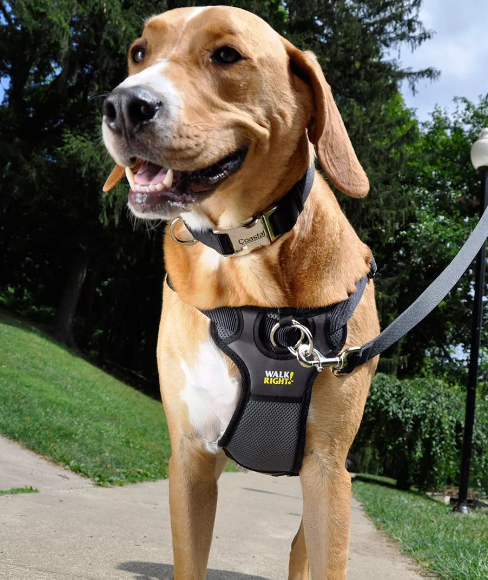 Pretal de entrenamiento correctivo Walk Right Mediano