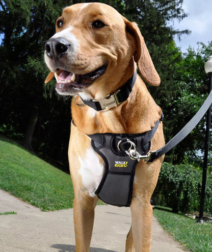 Pretal de entrenamiento correctivo Walk Right Mediano